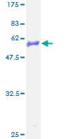 Human GJB4 / CX30.3 / Connexin 30.3 Protein (Recombinant GST)