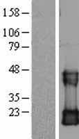 CDC42 Protein (Over-Expression Lysate Myc-DDK (Flag))