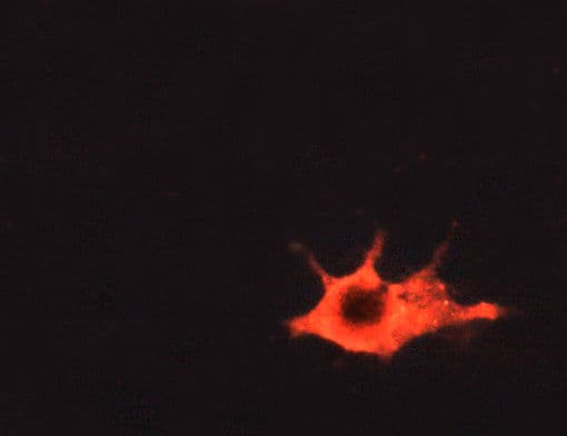 ETK / BMX Antibody