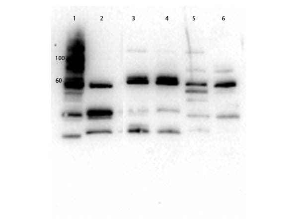 SLC2A2 / GLUT2 Antibody (C-Terminus)