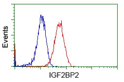 IGF2BP2 Antibody (clone OTI3C8)