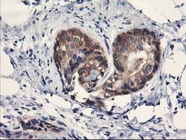 PDE4B Antibody (clone OTI3A10)