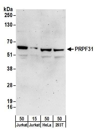 FXR1 Antibody (aa571-621)