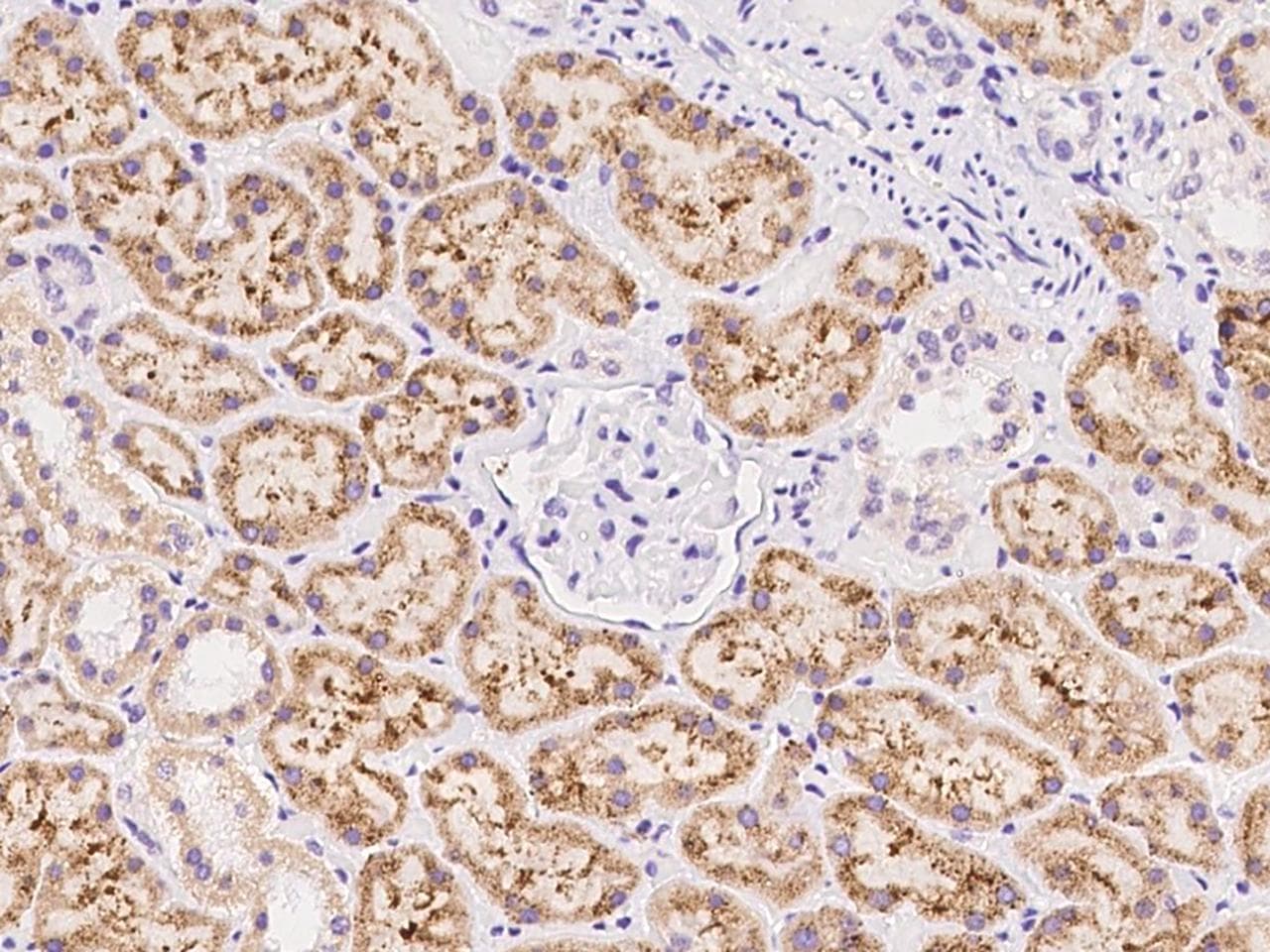 RITA1 / C12orf52 Antibody