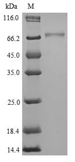 Mouse ISM1 Protein (Recombinant)