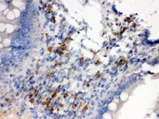 SDC4 / Syndecan 4 Antibody