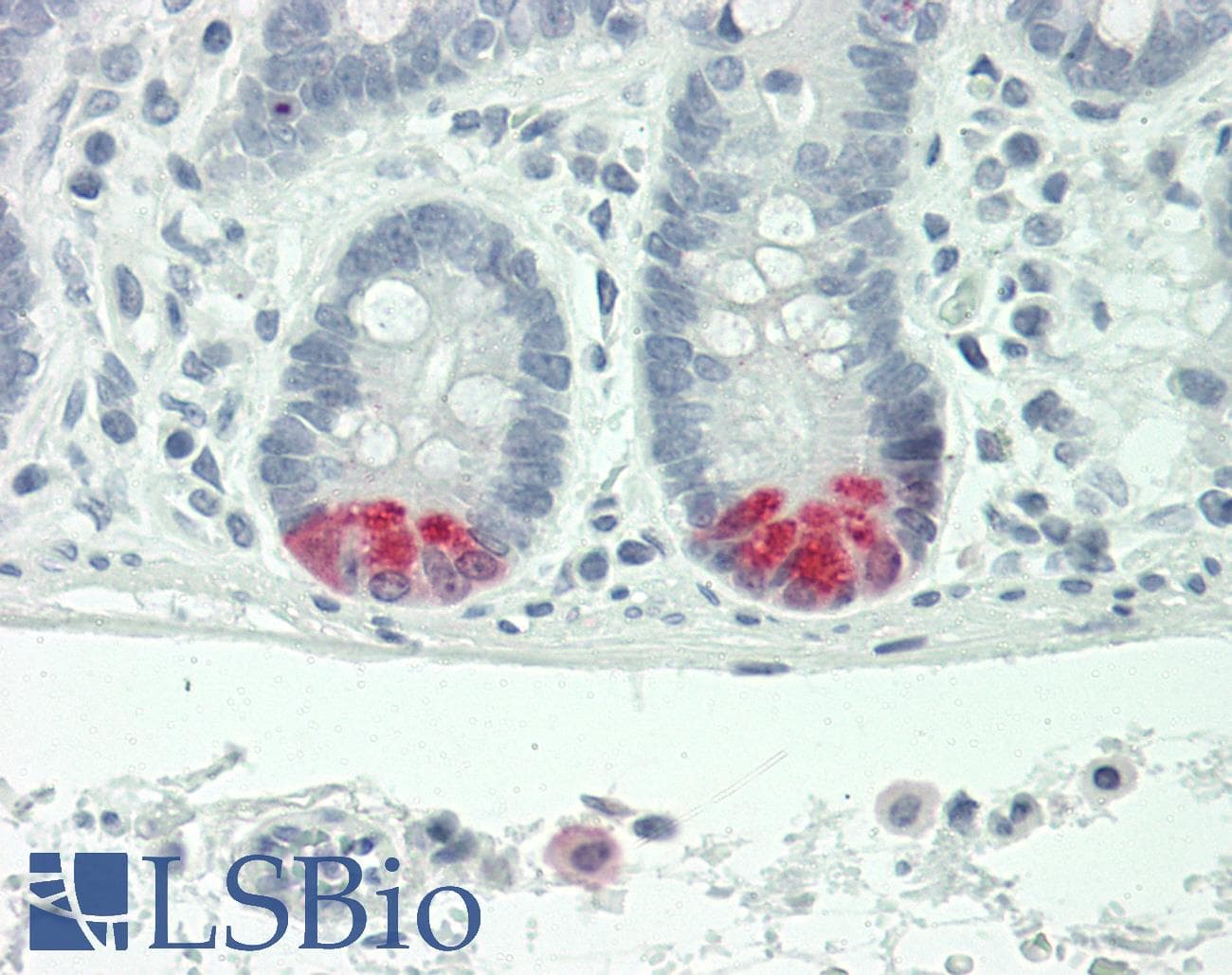 IHC-plus™ Trypsin Antibody