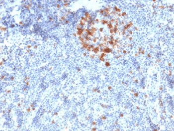 Monoclonal Mouse anti-Human CDK1 / CDC2 Antibody (clone A17.1.1, Azide-free,BSA-free, IHC, IF, WB)