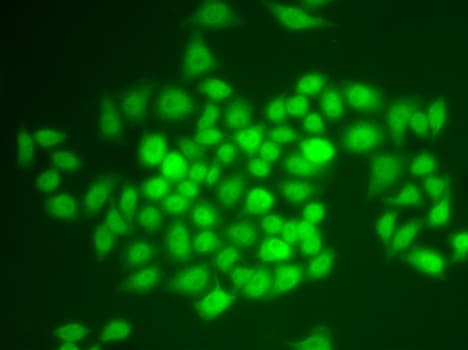 APBB1 / FE65 Antibody