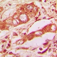 MT-CO2 Antibody