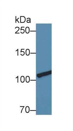 COL3A1 / Collagen III Antibody (aa1059-1466, APC)