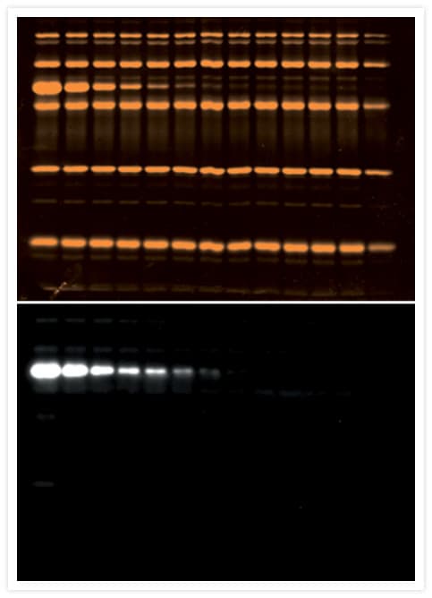 Alpha Tubulin Antibody (clone 236-10501)