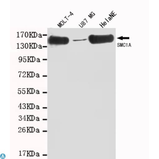 SMC1A / SMC1 Antibody