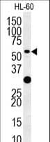 TRAF3 Antibody (aa490-517)