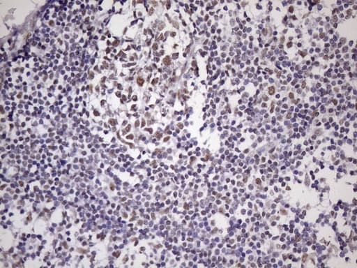 NUDT21 Antibody (aa2-227, clone OTI1B1)