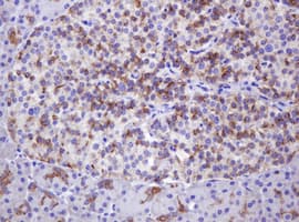 ABCB1 / MDR1 / P Glycoprotein Antibody (aa995-1280, clone OTI2G6, Carrier-free)