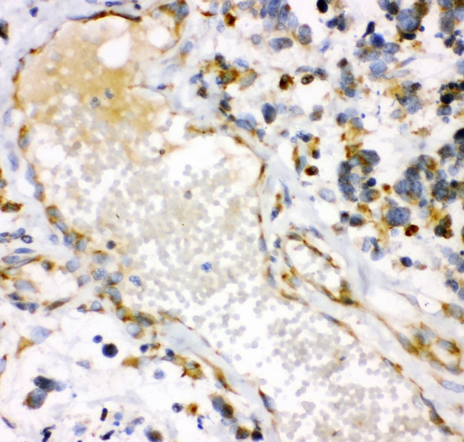 HMOX1 / HO-1 Antibody (aa1-288)