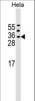 ASF1A Antibody (aa140-168)