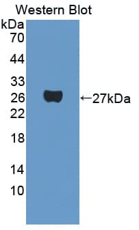 PAG1 Antibody (aa138-357)
