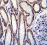 IHC-plus™ MUC20 Antibody (aa654-684)