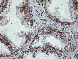 SSR1 Antibody (clone OTI3E5)