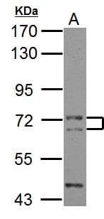 PICALM / CALM Antibody