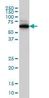 IHC-plus™ RAD18 Antibody (clone 3H7)