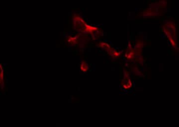 ABCB10 Antibody