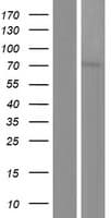 PRMT5 Protein (Over-Expression Lysate Myc-DDK (Flag))