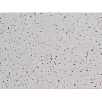 AP-1 / JUND Antibody (phospho-Ser255)