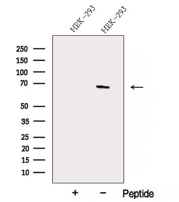 ACTR5 / ARP5 Antibody