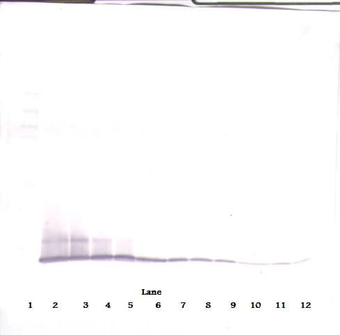 CXCL10 / IP-10 Antibody