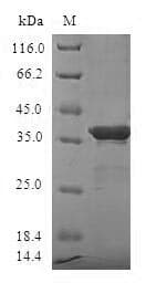 Human SUMO4 Protein (Recombinant GST, N-terminus)