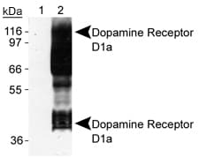 DRD1 / Dopamine Receptor D1 Antibody (C-Terminus, clone SG2-D1a, Biotin)
