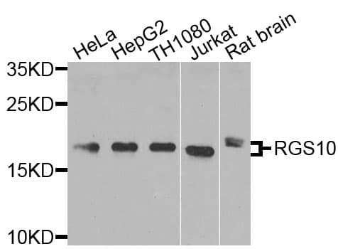 RGS10 Antibody