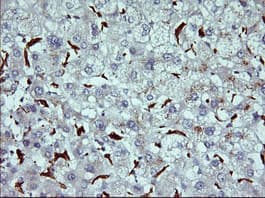 CD163 Antibody (clone 3D4, Carrier-free)