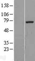 EXTL1 Protein (Over-Expression Lysate Myc-DDK (Flag))