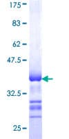 Human STK32B Protein (Recombinant GST, N-terminus)