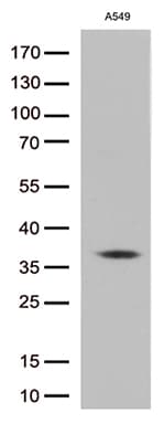 EFHD1 Antibody (clone OTI8F3, Carrier-free)