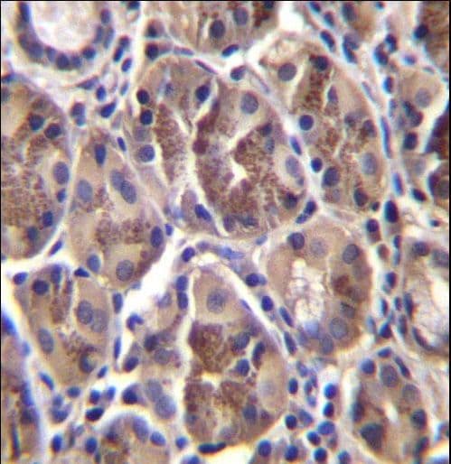 Polyclonal Rabbit anti-Human AMELX Antibody (aa17-46, IHC, WB)