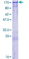 Human PJA2 Protein (Recombinant GST)