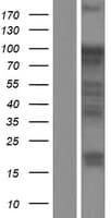 UHRF1 Protein (Over-Expression Lysate Myc-DDK (Flag))