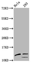 HIST1H4I Antibody