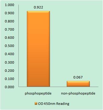 HSF1 Antibody (phospho-Thr142)
