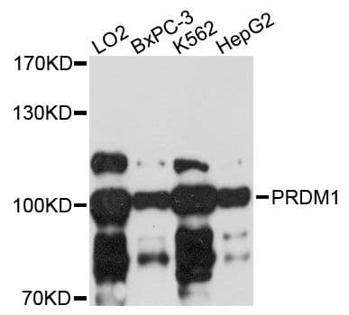 BLIMP1 / PRDM1 Antibody