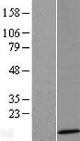 SERP2 Protein (Over-Expression Lysate Myc-DDK (Flag))