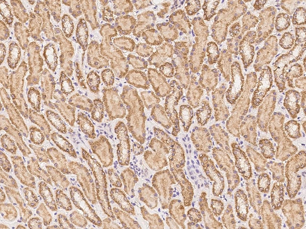 NUDT12 Antibody
