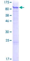 Human C18orf8 / MIC1; Protein (Recombinant GST)