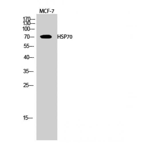 HSP70 / Heat Shock Protein 70 Antibody (190-270 aa, Internal)