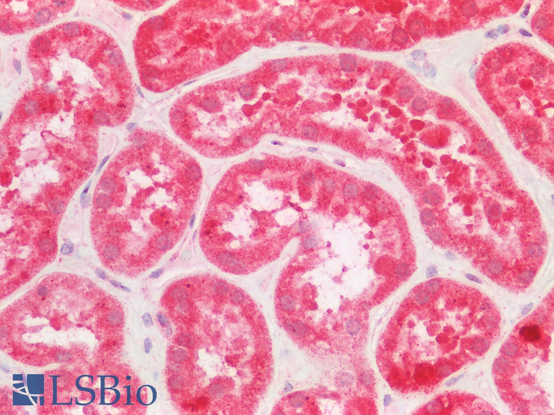 FPGS Antibody (aa265-314)